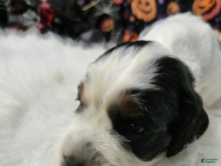 English Springer Spaniel dogs - Ad 4