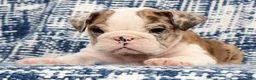 English Bulldog dogs for sale: Jaxson - Ad 6
