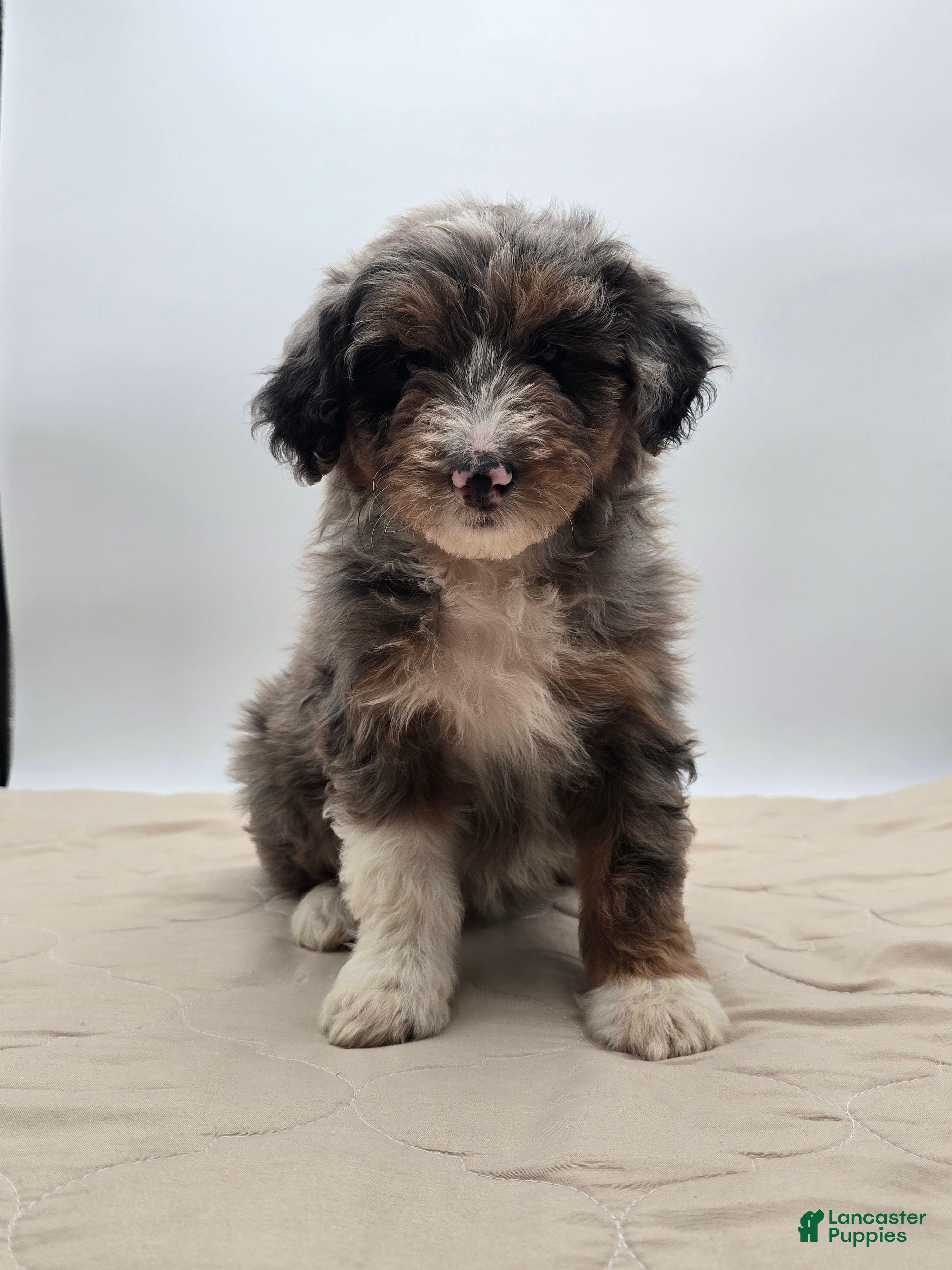 Aussiedoodle dogs Lettie - Ad 1