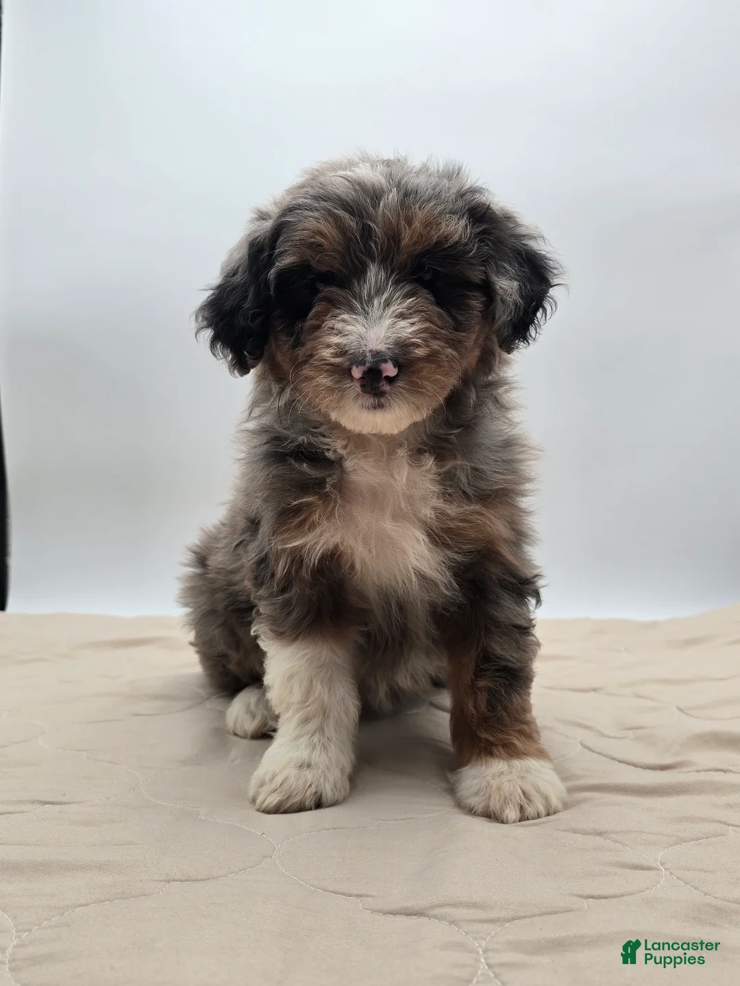Aussiedoodle dogs for sale: Lettie - Ad 4