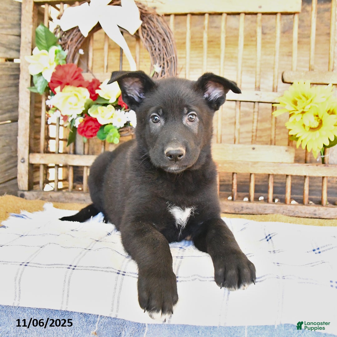 Mixed Breed dogs for sale: Otto - Ad 4