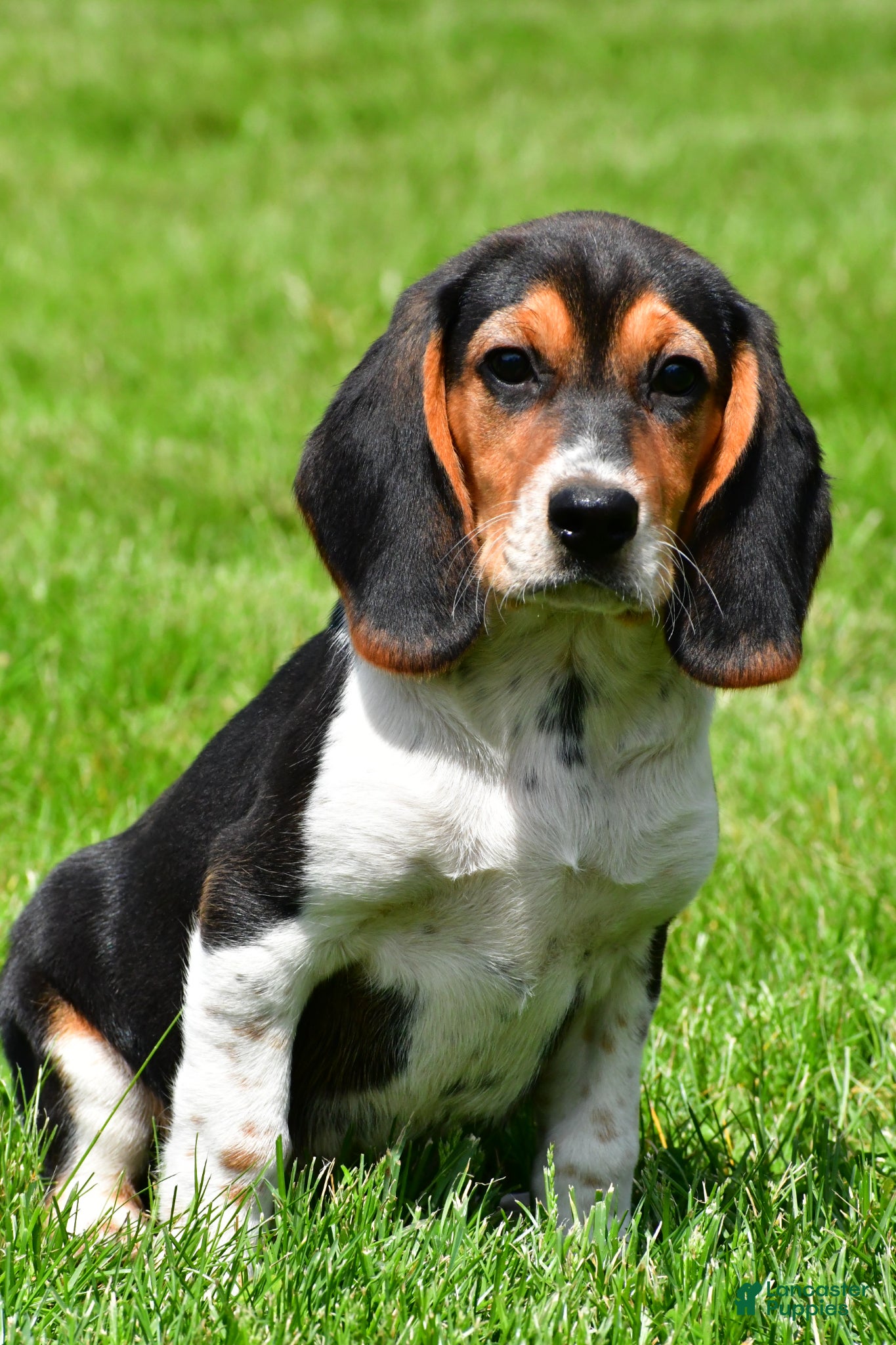 Beagle dogs Sammy - Ad 2