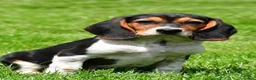 Beagle dogs for sale: Sammy - Ad 2