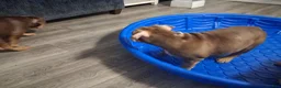 American Bully dogs for sale: American Bully Puppy 1 - Ad 25