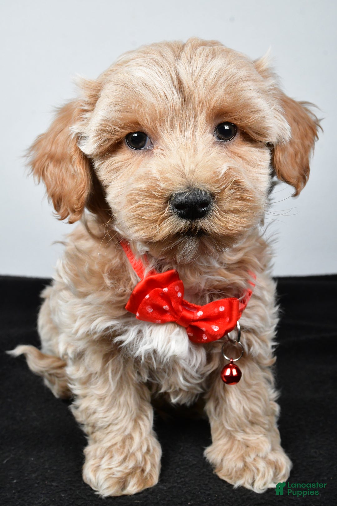 Maltipoo dogs for sale: Sanford - Ad 6