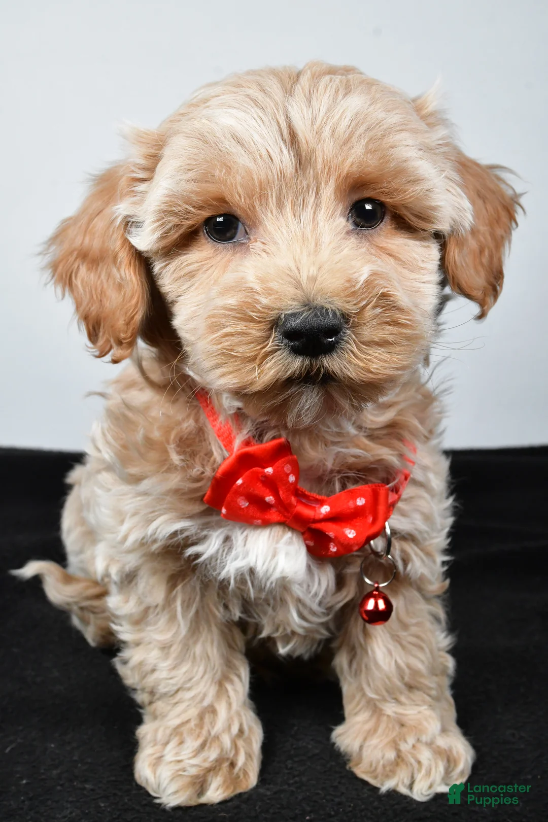 Maltipoo dogs for sale: Sanford - Ad 6