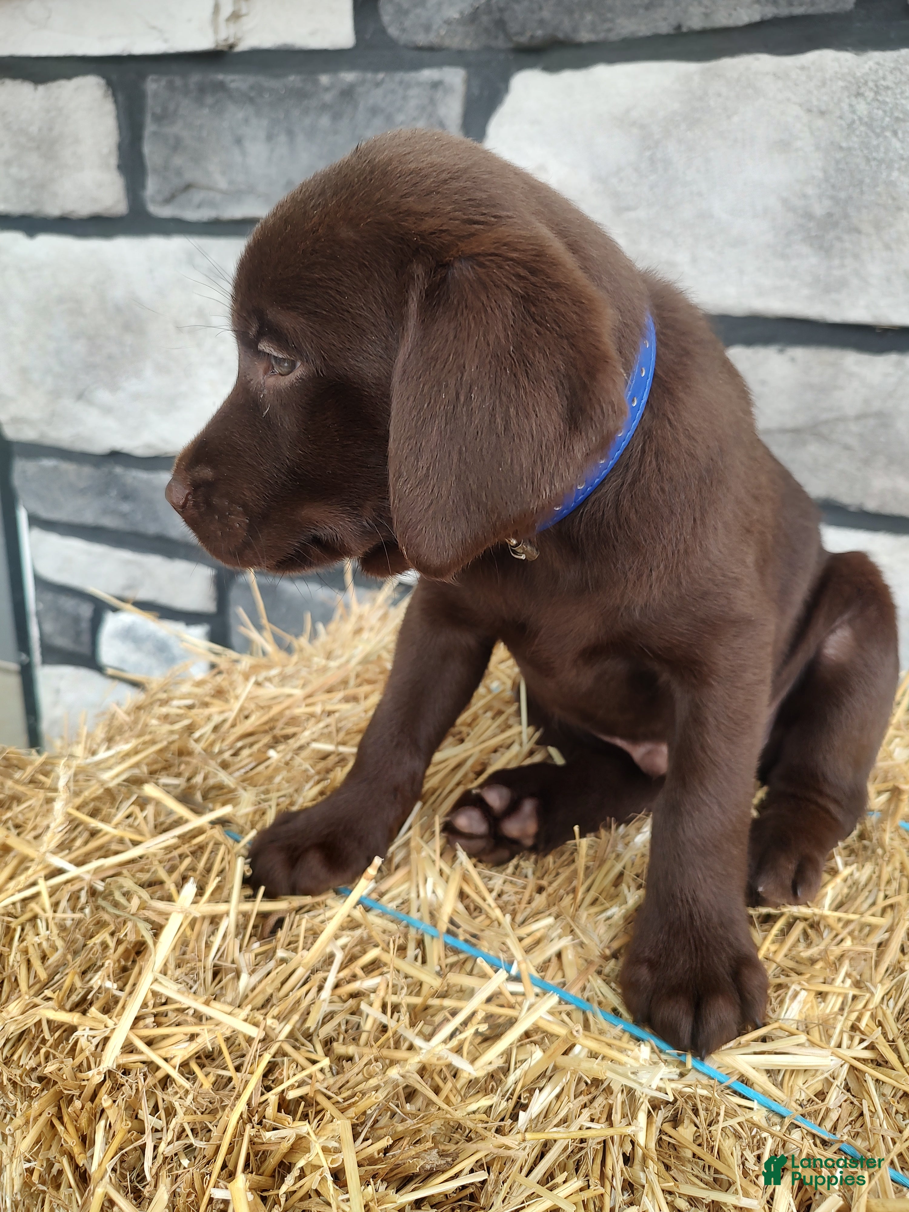 Labrador Retriever dogs Romper - Ad 2