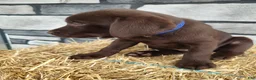 Labrador Retriever dogs for sale: Romper - Ad 2