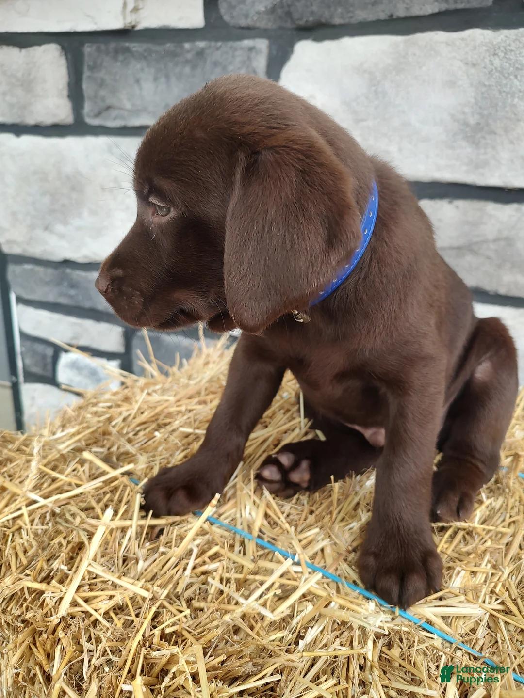 Labrador Retriever dogs for sale: Romper - Ad 2
