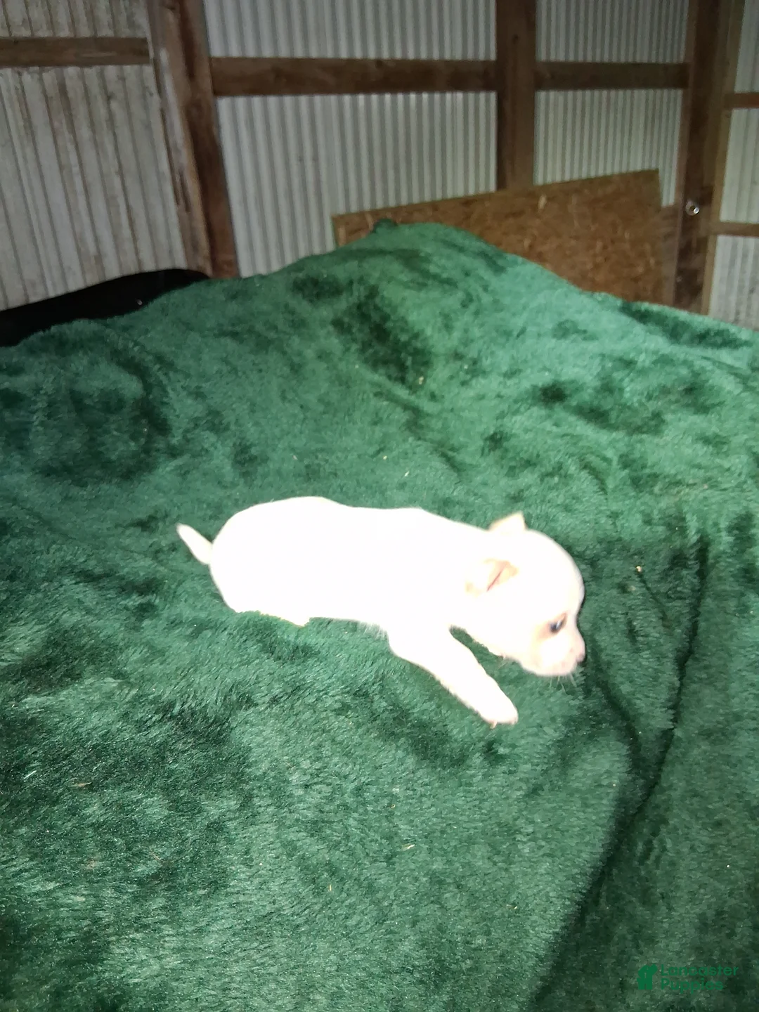 Chihuahua dogs for sale: Chihuahua Puppy 1 - Ad 4