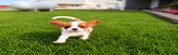 Cavalier King Charles Spaniel dogs for sale: Liam Cavalier King Charles Spaniel Puppy  - Ad 8