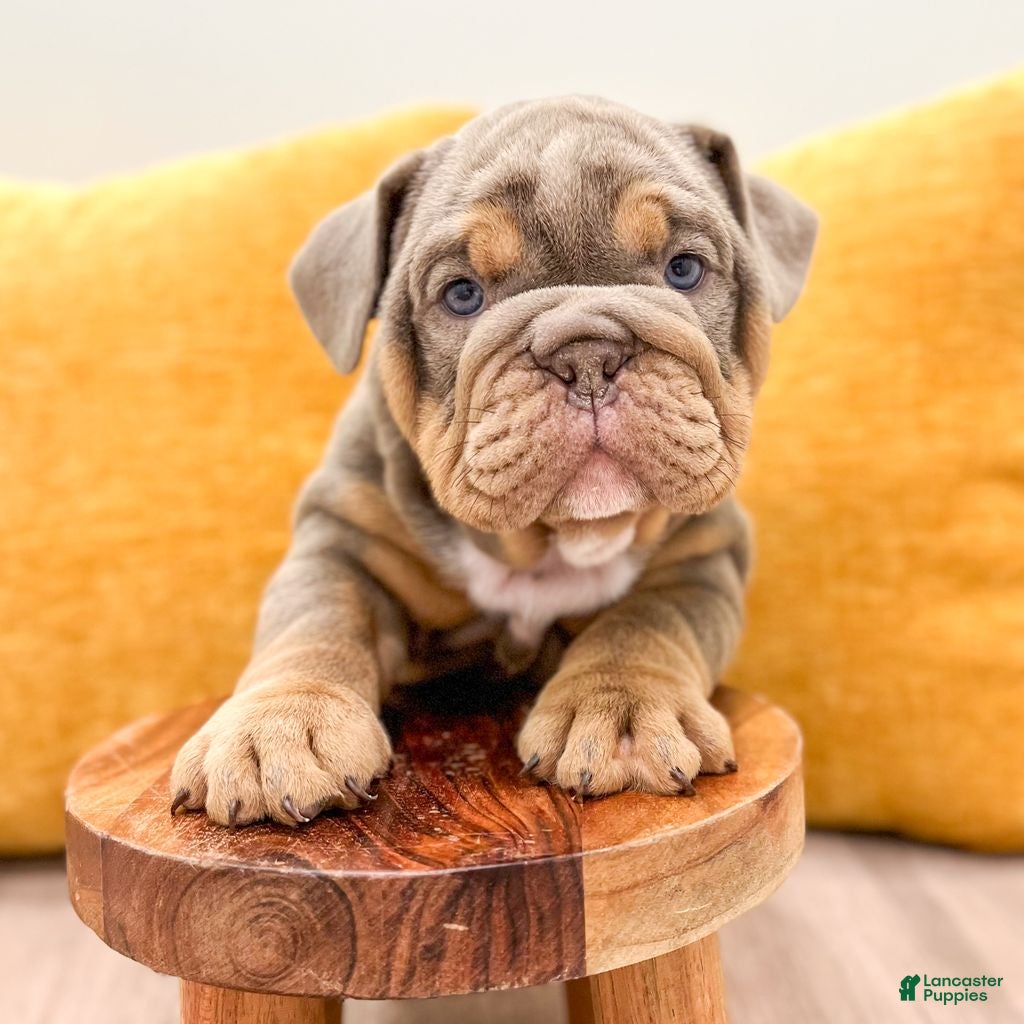 English Bulldog dogs for sale: Walter  - Ad 1