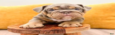 Walter 