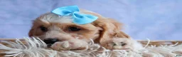 Cavachon dogs for sale: RUSTY - Ad 3