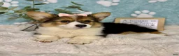 Welsh Corgi Pembroke dogs for sale: Bambi - Ad 6