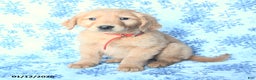 Golden Retriever dogs for sale: Logan - Ad 3