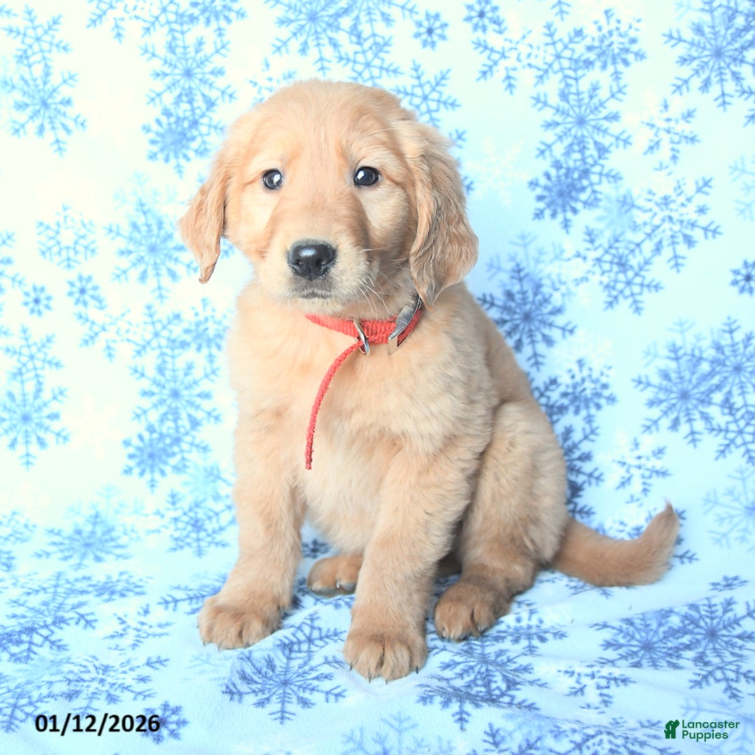 Golden Retriever dogs for sale: Logan - Ad 3