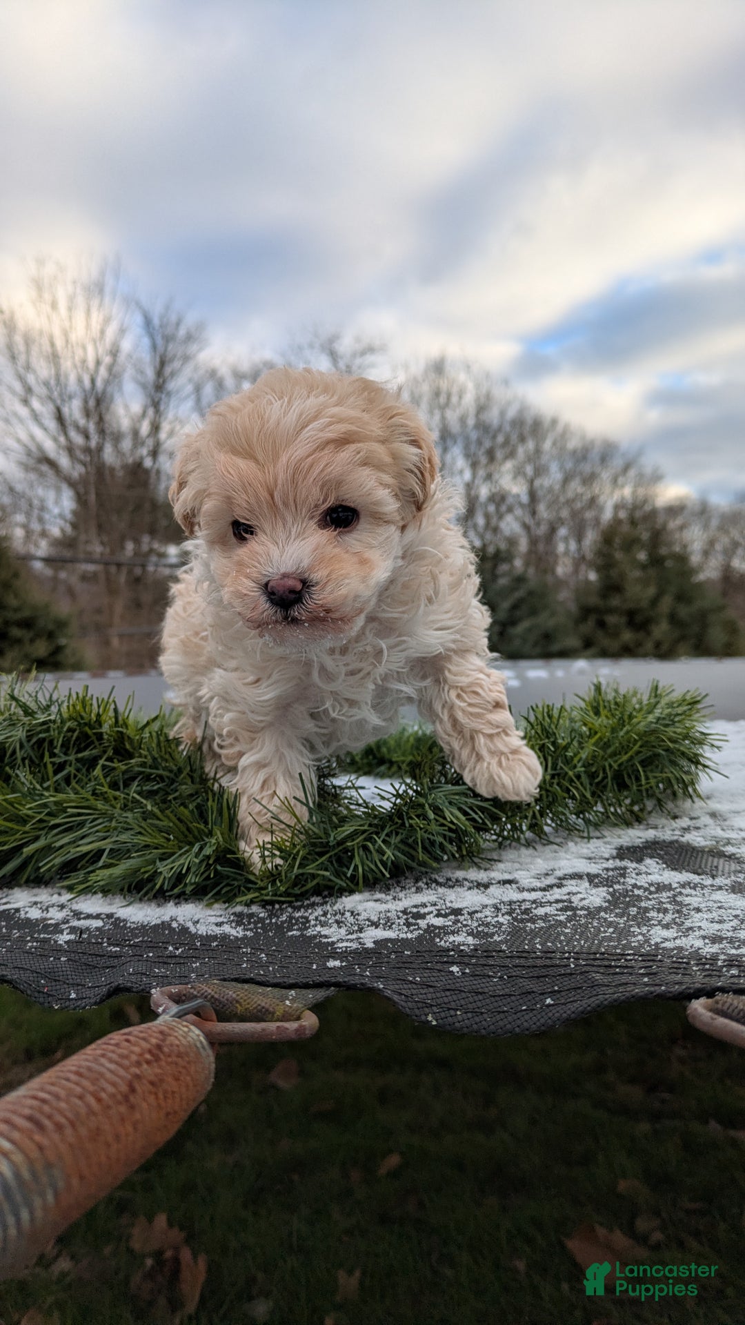Mini Bernedoodle dogs for sale: Mini Bernedoodle Puppy 1 - Ad 9