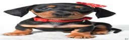 Miniature Dachshund dogs for sale: Diesel - Ad 5