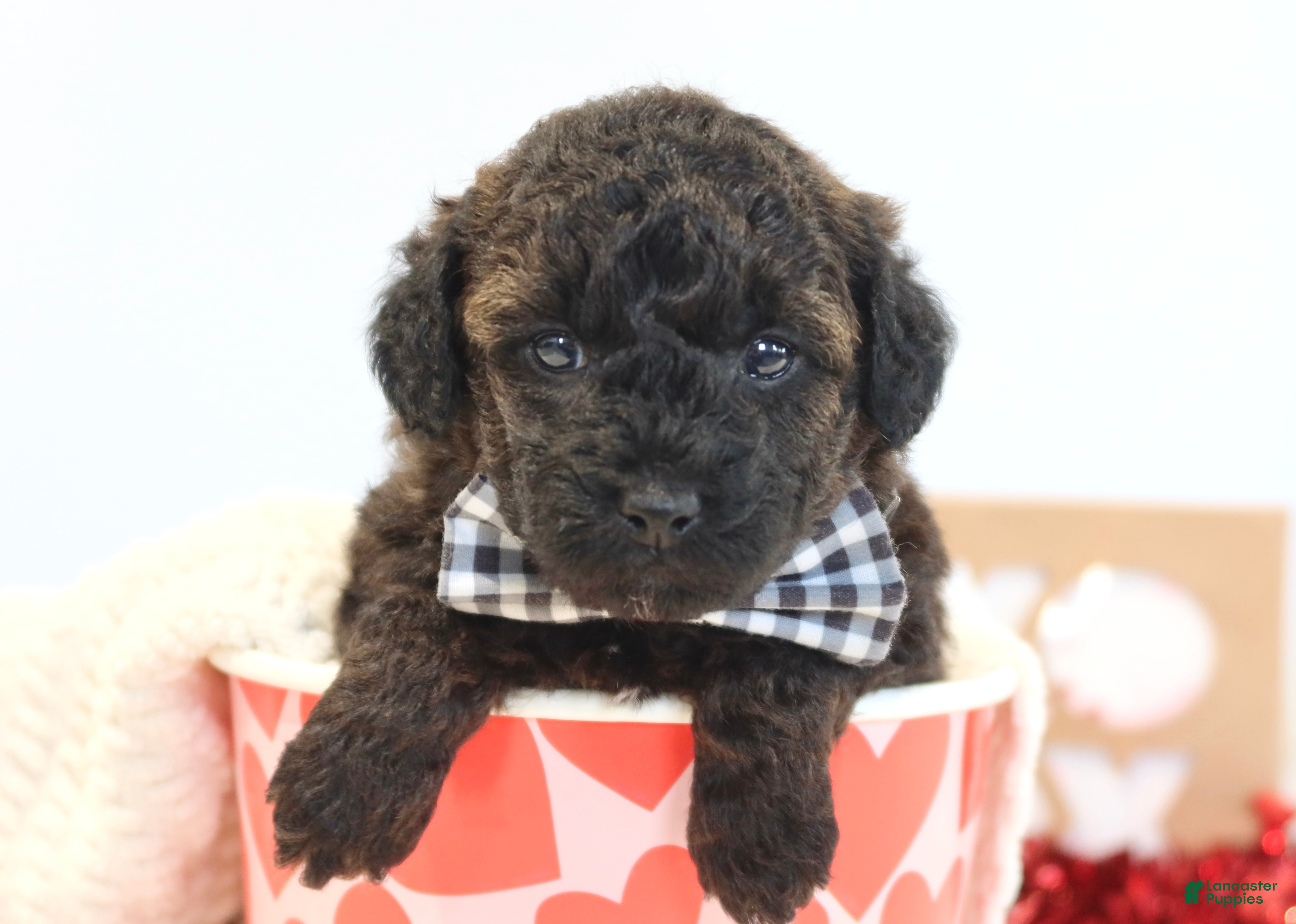 Toy Poodle dogs Cocoa - Ad 1