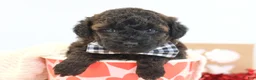Toy Poodle dogs for sale: Cocoa - Ad 1