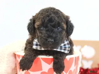 Toy Poodle dogs Cocoa - Ad 1