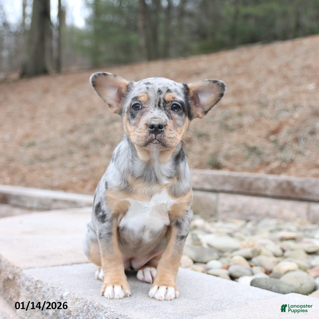 Mixed Breed dogs for sale: Molly - Ad 2