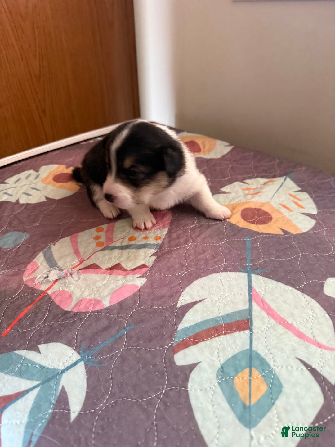 Welsh Corgi Pembroke dogs for sale: McKenzie - Ad 3