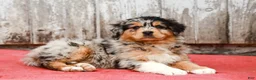 Australian Shepherd dogs for sale: Jake - Ad 7