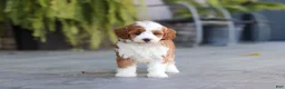 Cavapoo dogs for sale: Pumpkin - Ad 6