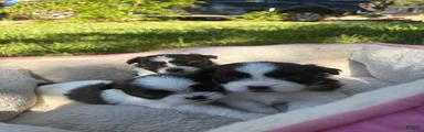 Mixed Breed 3
