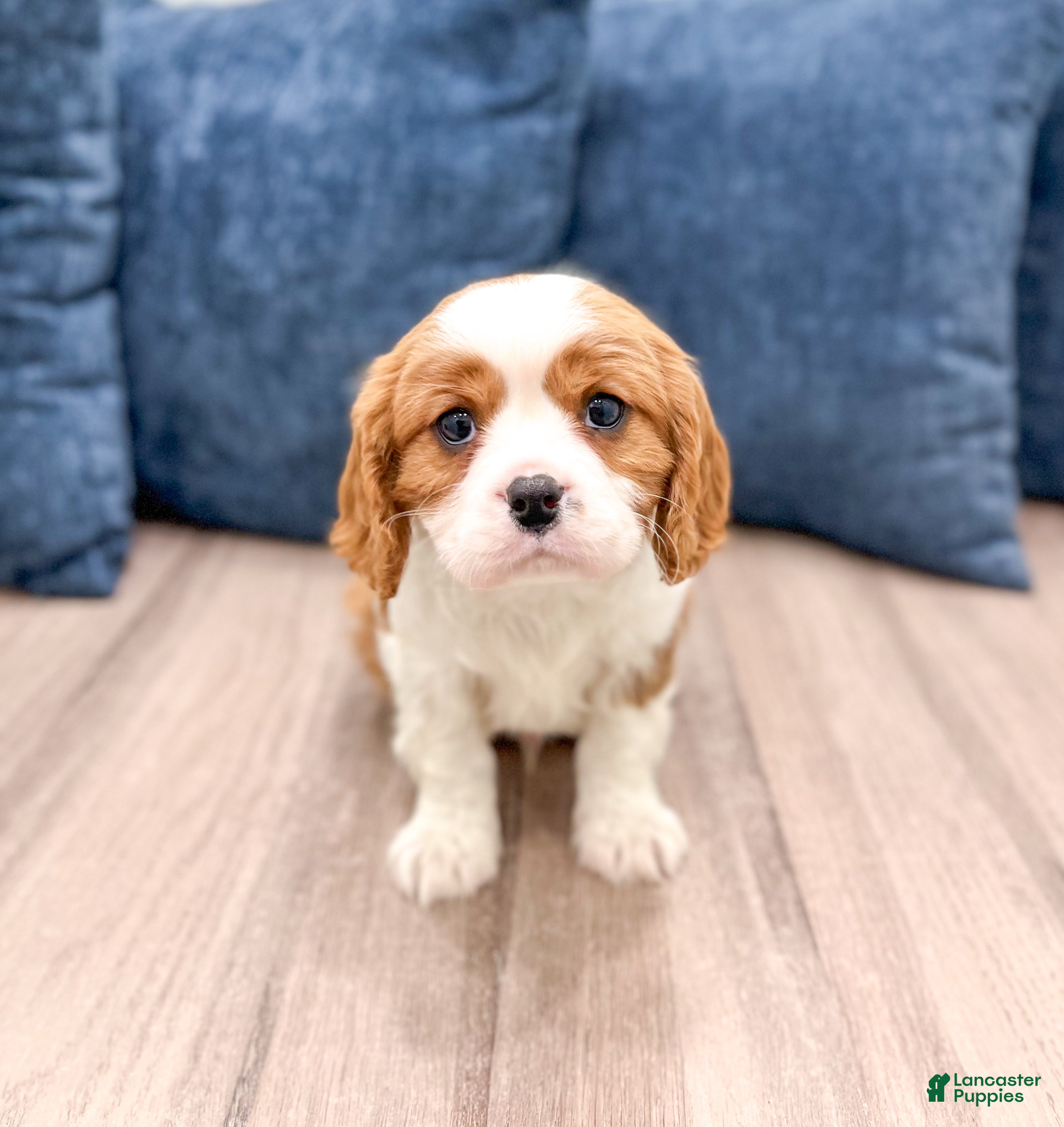 Cavalier King Charles Spaniel dogs Vinnie - Ad 2