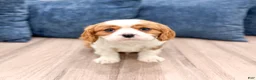 Cavalier King Charles Spaniel dogs for sale: Vinnie - Ad 2