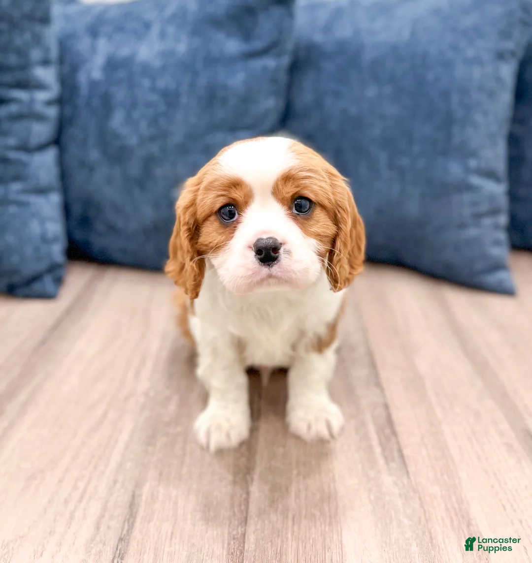 Cavalier King Charles Spaniel dogs for sale: Vinnie - Ad 2