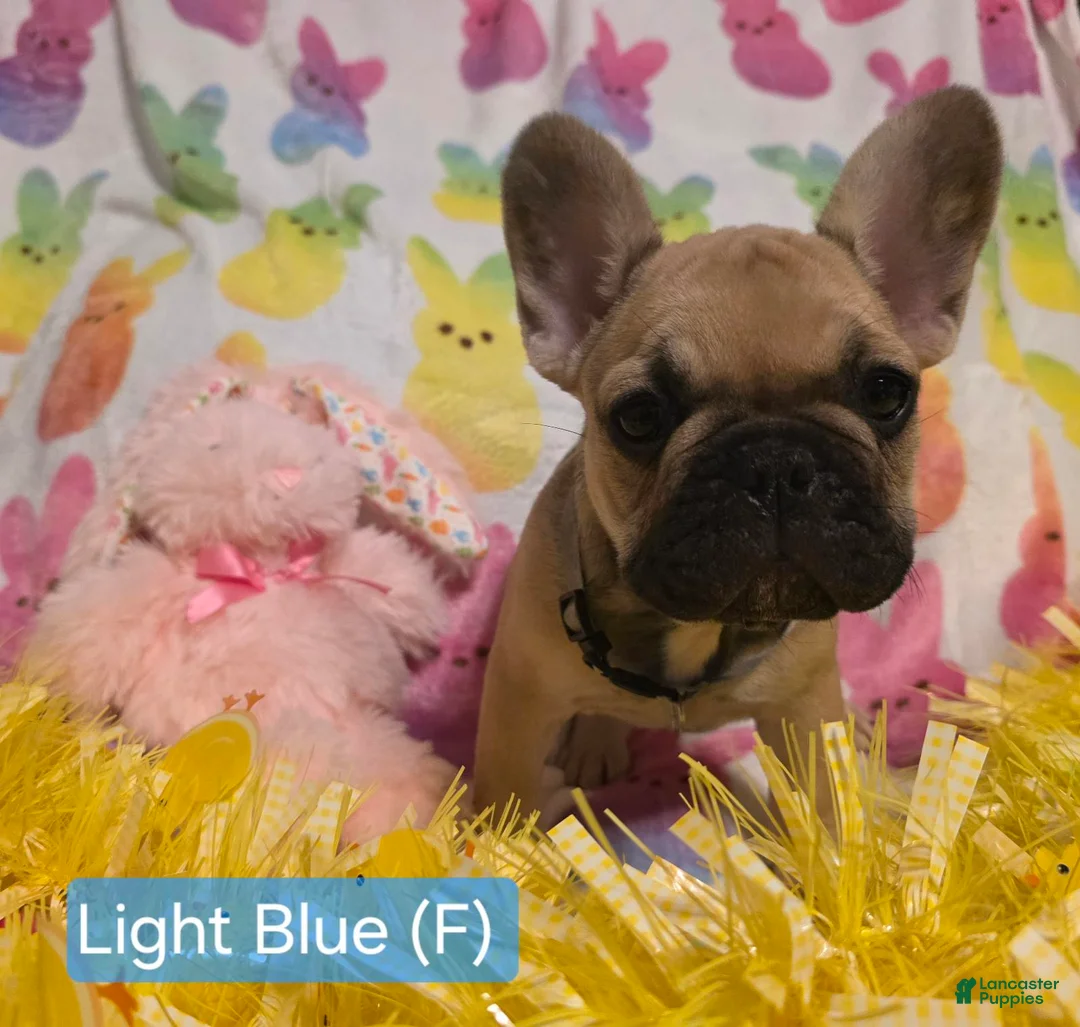 French Bulldog dogs for sale: French Bulldog Puppy 3 - Ad 1