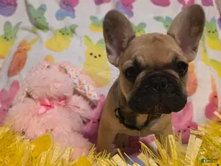 French Bulldog dogs French Bulldog Puppy 3 - Ad 30