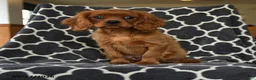 Cavalier King Charles Spaniel dogs for sale: Rocket - Ad 3