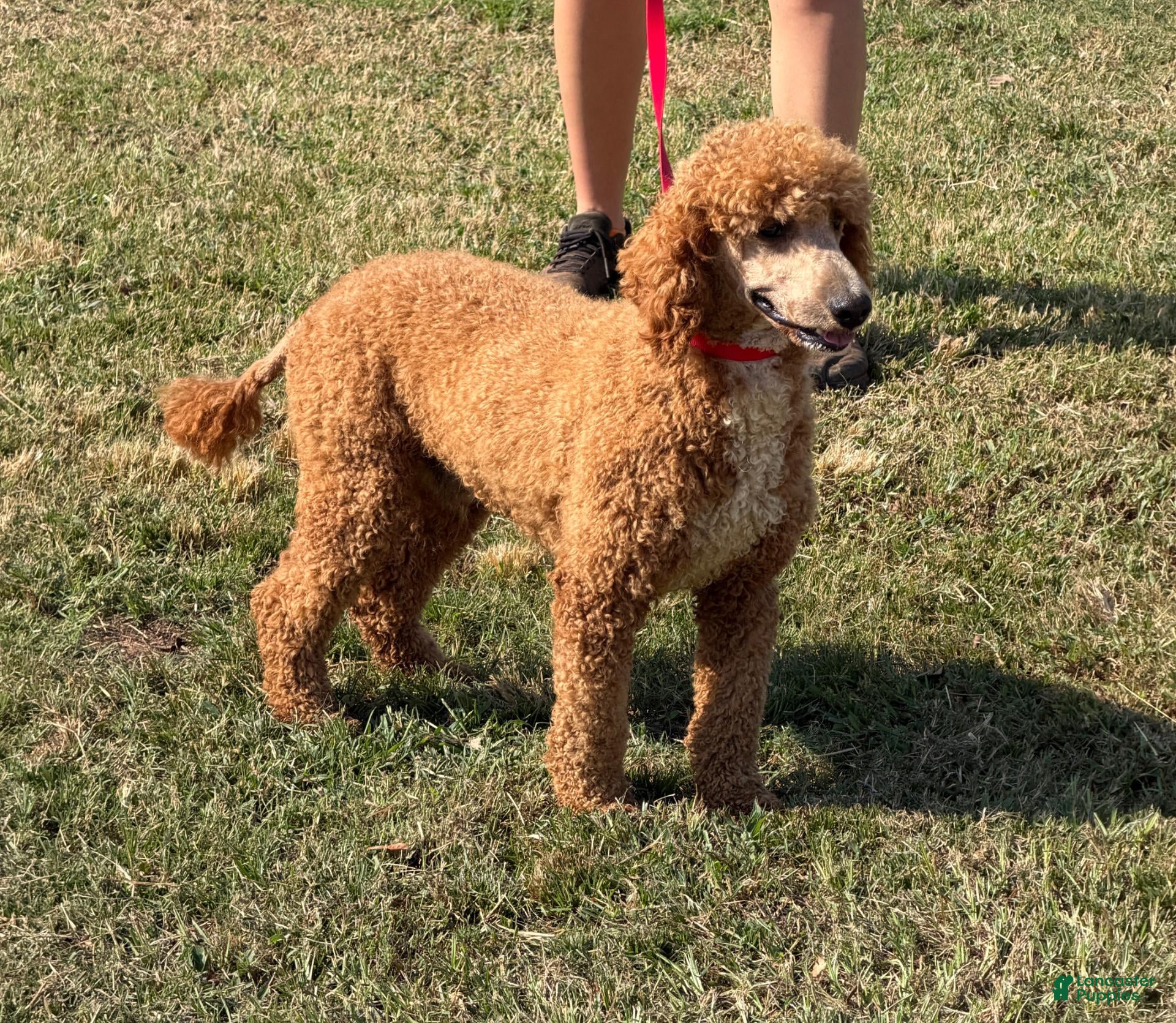 Miniature Poodle dogs Astro - Ad 18