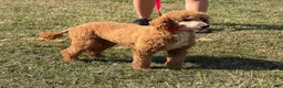 Miniature Poodle dogs for sale: Astro - Ad 1
