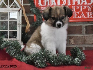 Papillon dogs Oscar - Ad 2