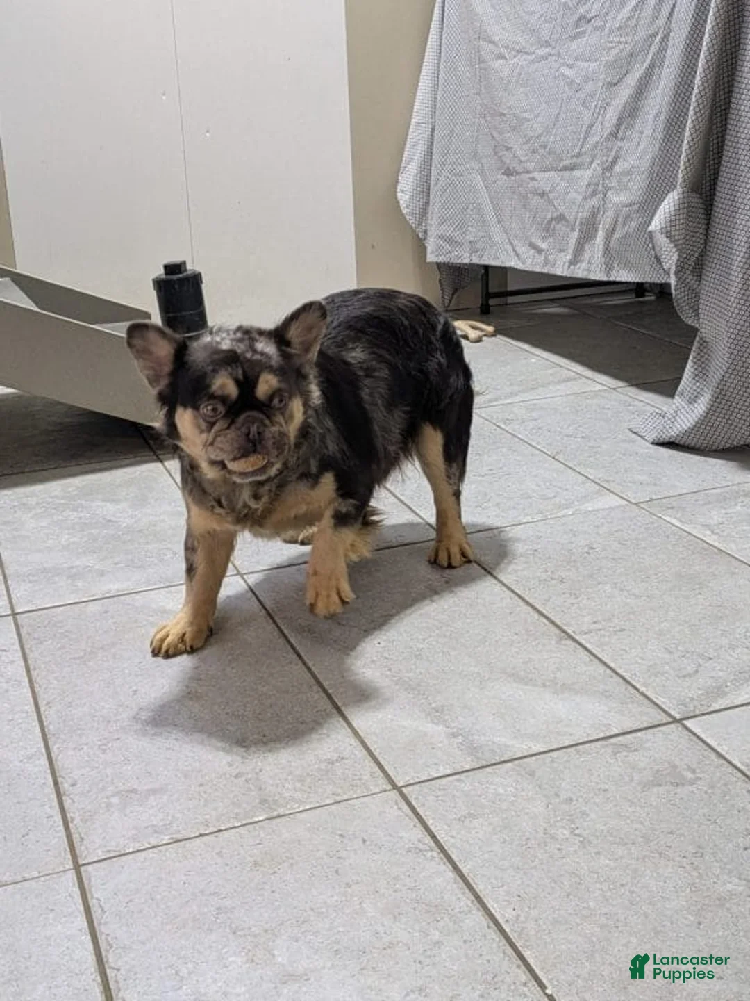 French Bulldog dogs for sale: Wesley - Ad 12