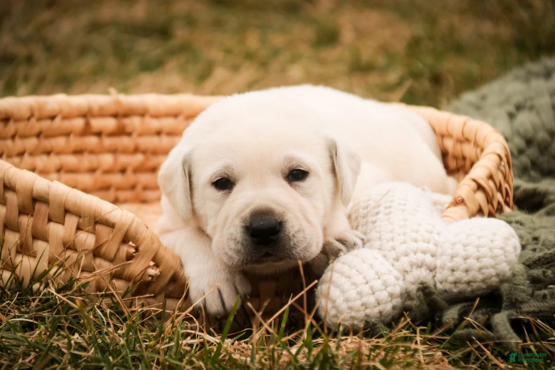 Labrador Retriever dogs for sale: Shadow - Ad 1