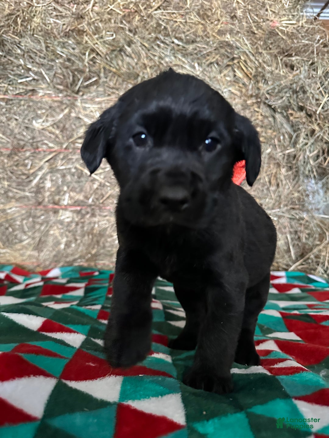 Labrador Retriever dogs for sale: Holly - Ad 1