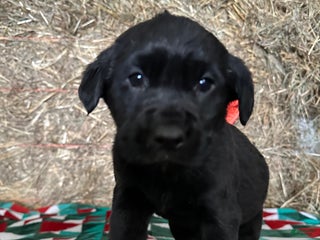 Labrador Retriever dogs Holly - Ad 6