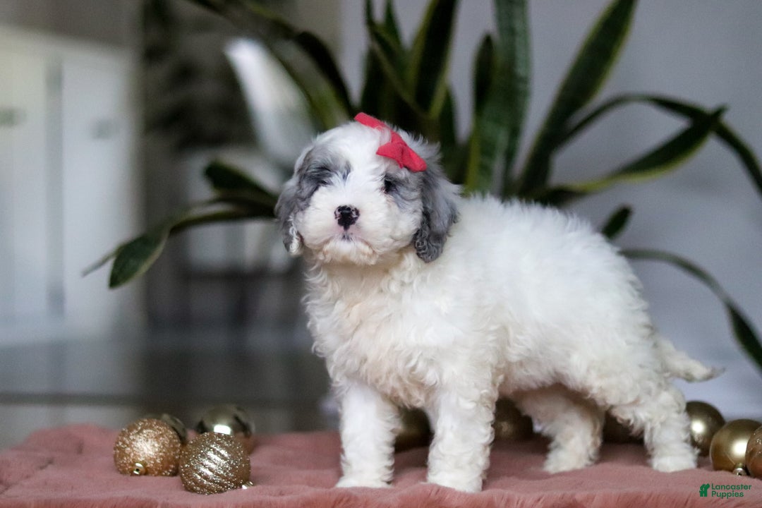 Cockapoo dogs for sale: Rosie - Ad 5