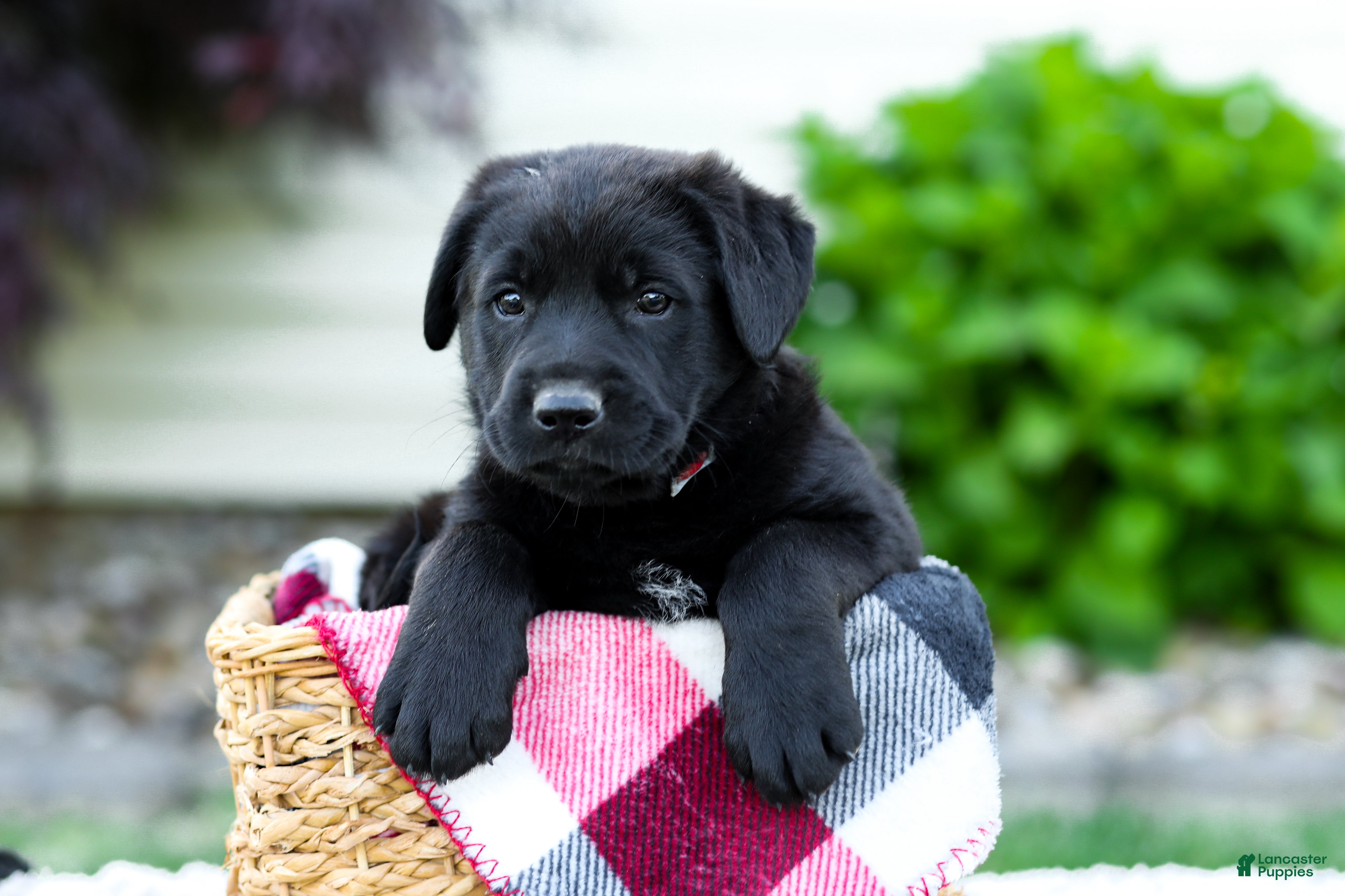 Sheprador dogs Baxter - Ad 2