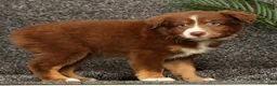 Miniature Australian Shepherd dogs for sale: Manny - Ad 4