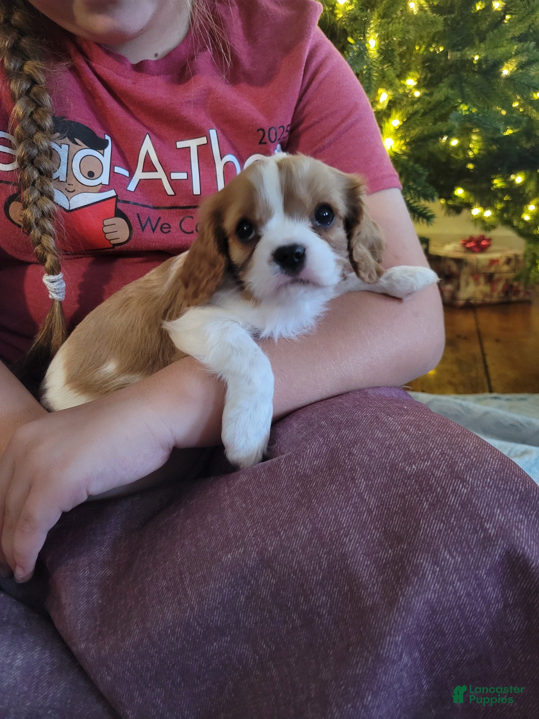 Cavalier King Charles Spaniel dogs for sale: Carson - Ad 3