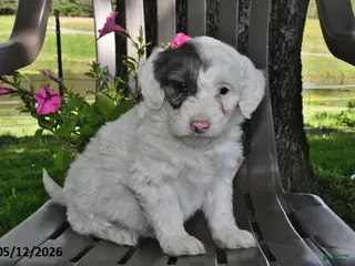 Goldendoodle dogs for sale: Maggie - Ad 4