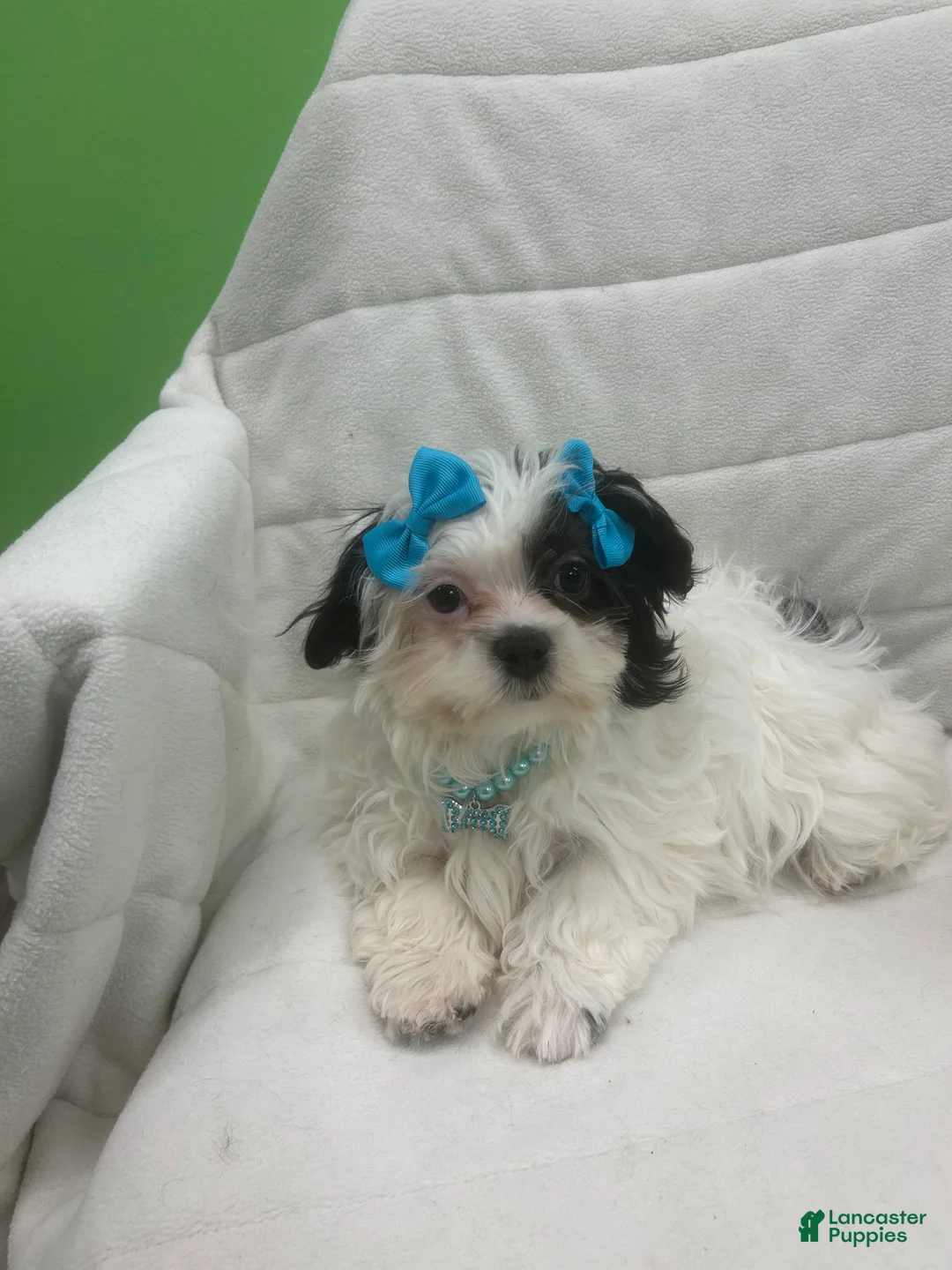 Malshi dogs for sale: Malshi Puppy 1 - Ad 2